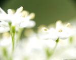 In the white by realityDream