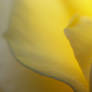 Yellow silk