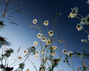 Up to the blue sky