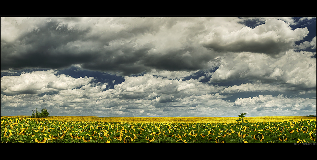 The sunflower ridge