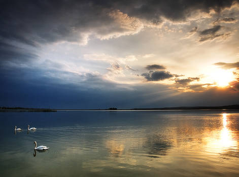 Twilight swans