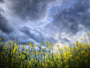 Up to the brooding sky