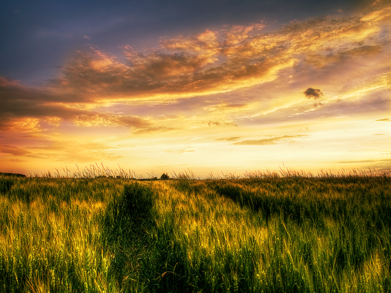 Summer wheatlands pt.IV.