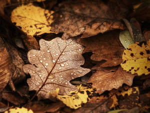 Autumn remembrance 3