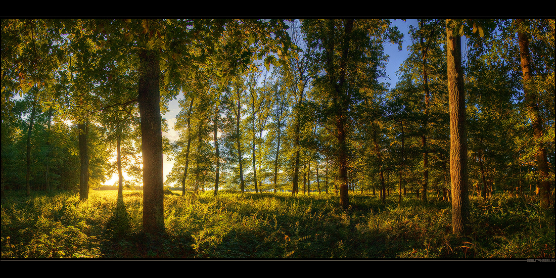 Forest lights