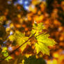 Autumn bokeh