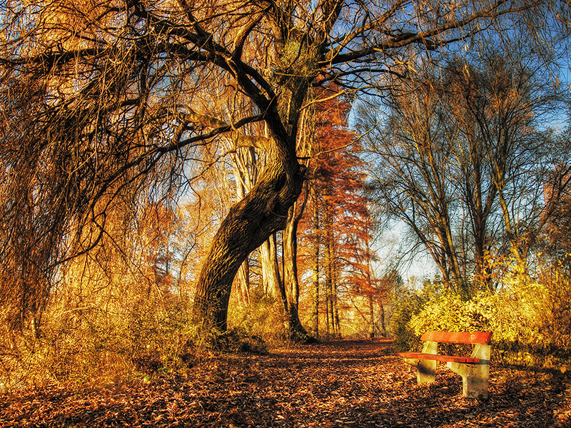 The old willow and the bench