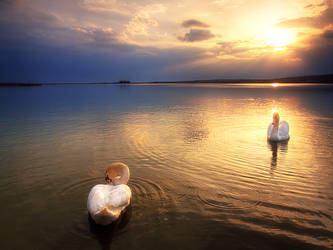 Twilight swans II.