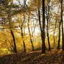 Golden forest HD wallpaper