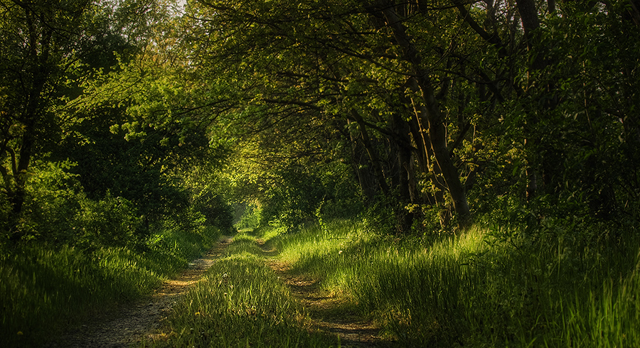 Spring walk