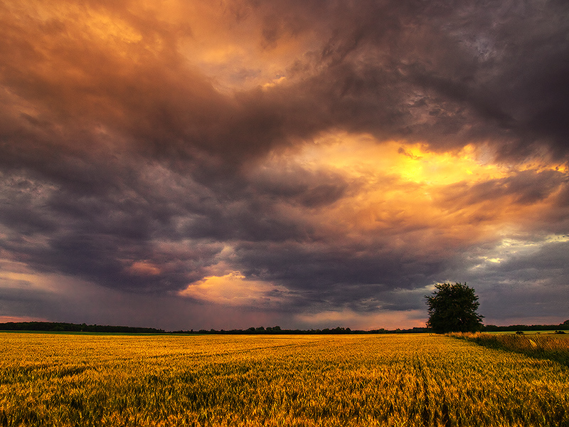 Summer wheatlands pt.XI.