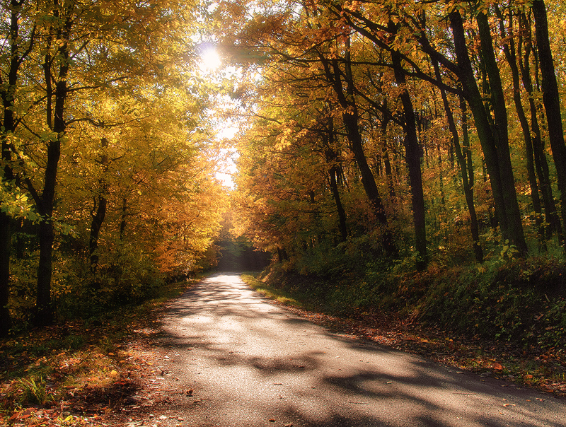 Autumn journey