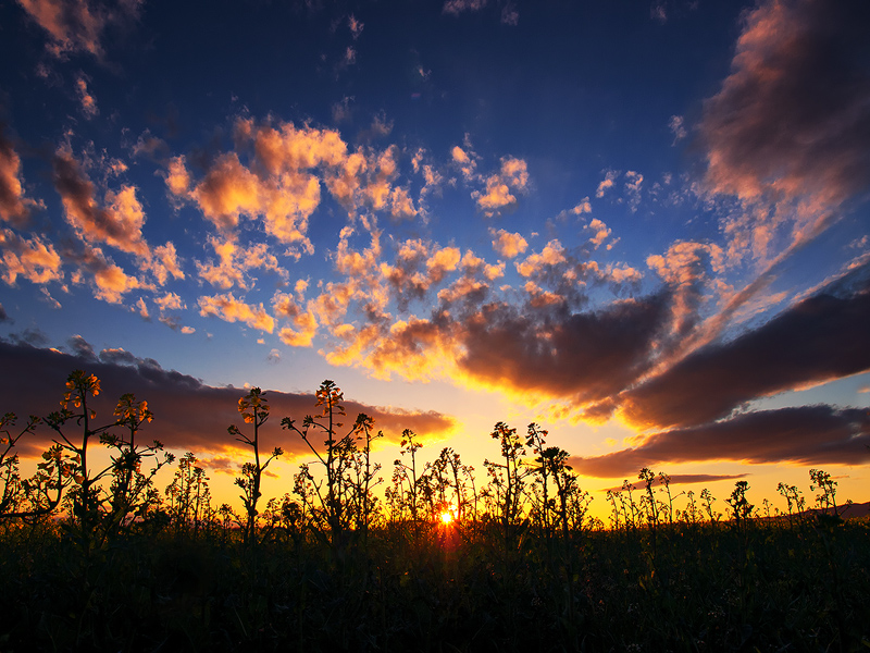 Canola sunrise