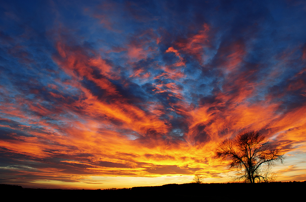 The burning tree II.