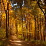 Golden forest II.