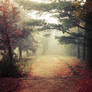 Autumn Walk pt.XIII.
