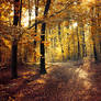 Autumn Walk pt.XVI.