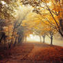 Autumn Walk pt.XVIII.