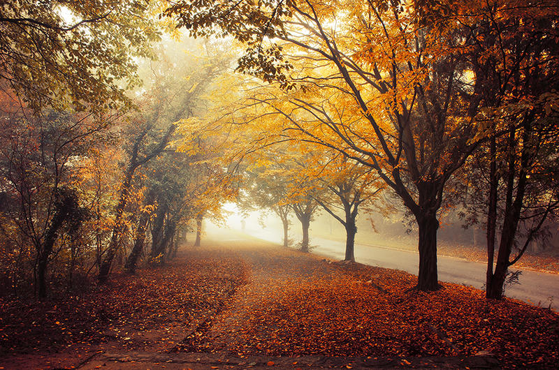 Autumn Walk pt.XVIII. by realityDream