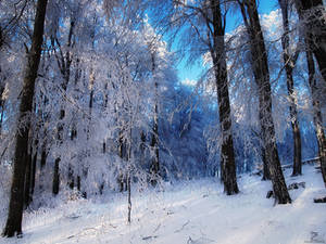 Winter Woods II.