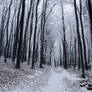 Winter Woods VI.