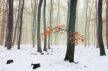 Winter Woods X.