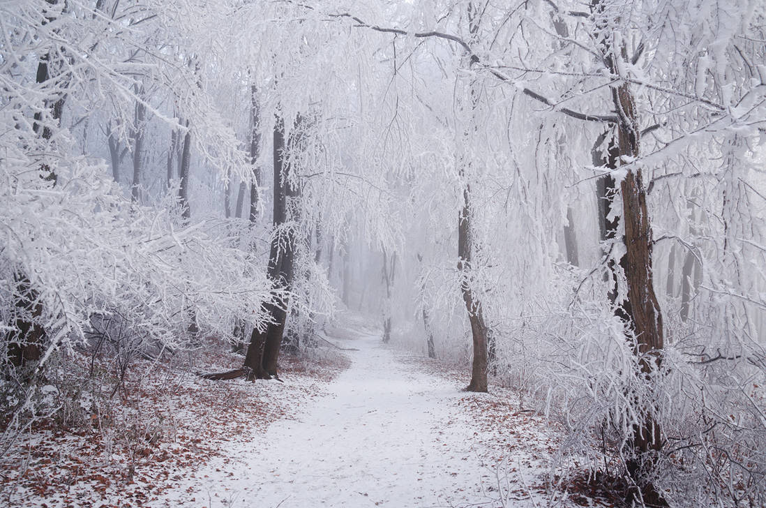 Winter Wonderland III. by realityDream