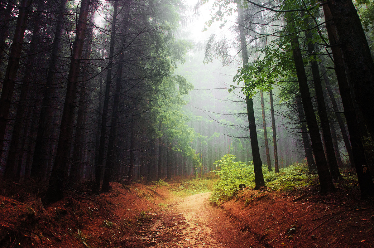 If These Trees Could Talk LXX. by realityDream