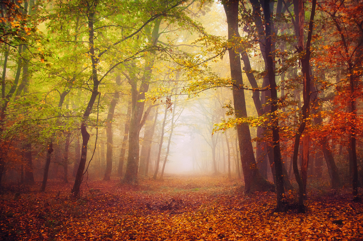 Recurring Dream I. by realityDream