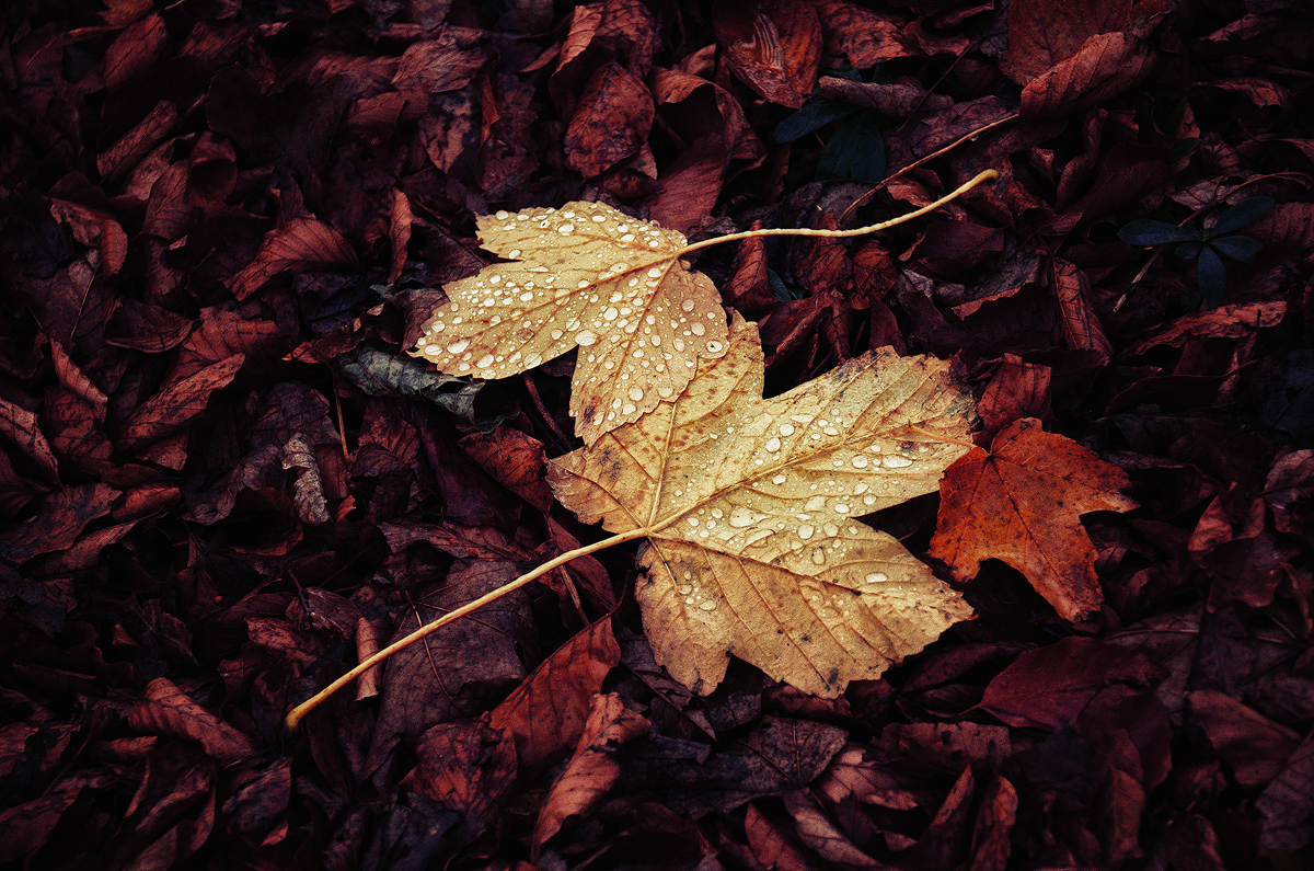 Autumn Remembrance VII.