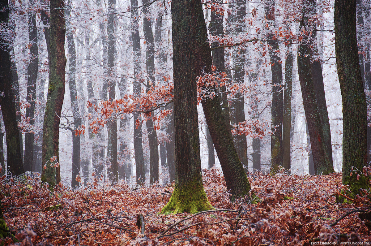 Winter Woods XVI.