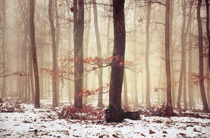 Winter Woods XV. by realityDream Winter Woods XV. by realityDream