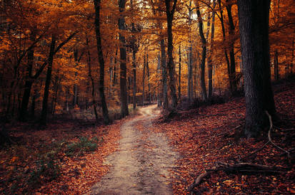 Autumn Walk LXXIV.