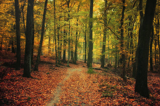 Autumn Walk CXVII.