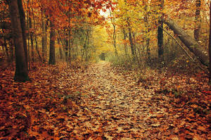 Autumn Walk CVIII.