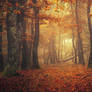 Fall Impressions XIII.