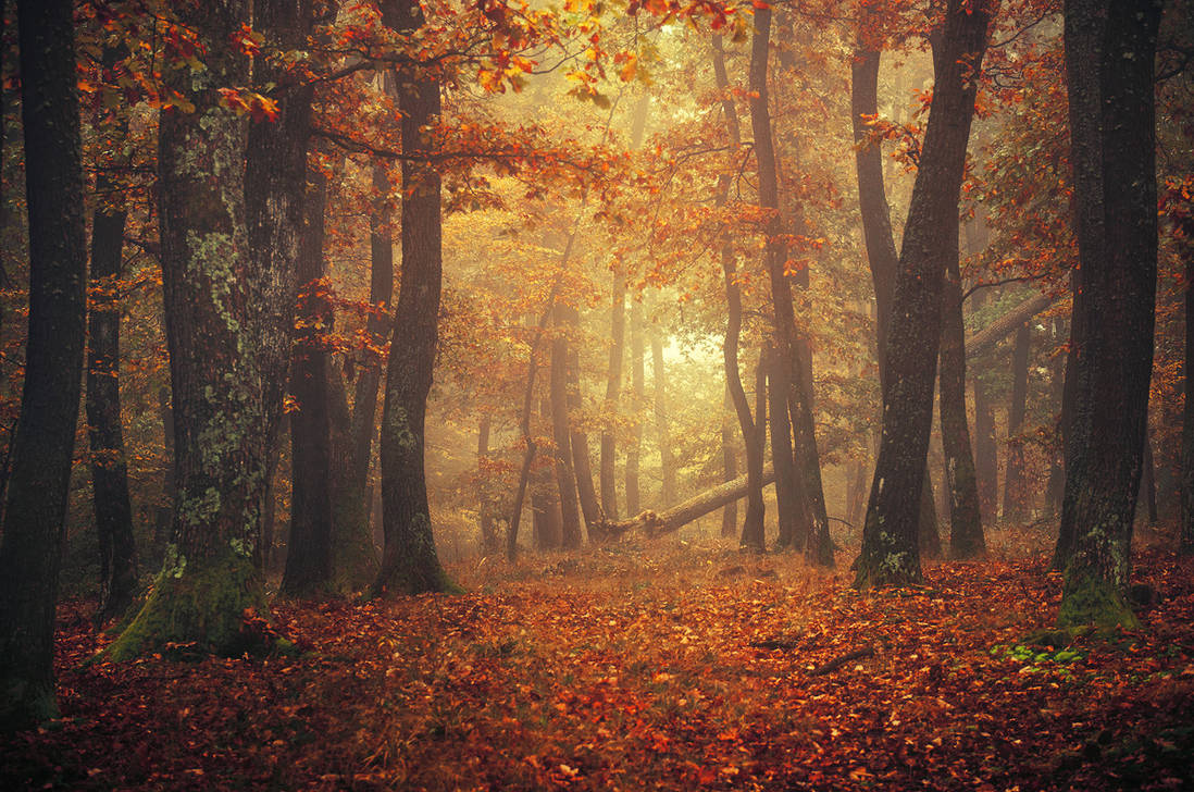 Fall Realistic Fall Impressions XIII. by realityDream on DeviantArt