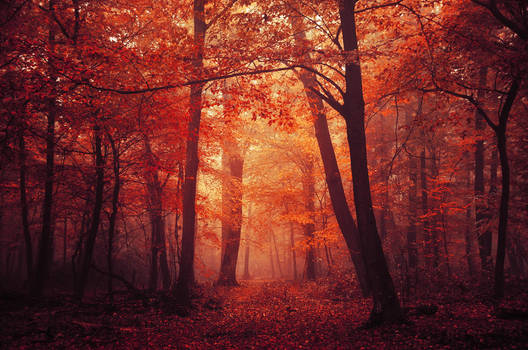 Red Forest XI.