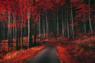 Red Forest XV.