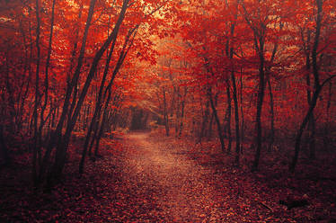 Red Forest X.