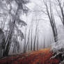 Winter Woods XXI.