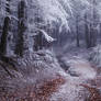 Wonders of Winter II.