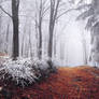 Winter Woods XX.