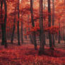 Red Forest XIII.