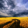 Summer Wheatlands XLIX.