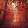 Red Forest XVI.