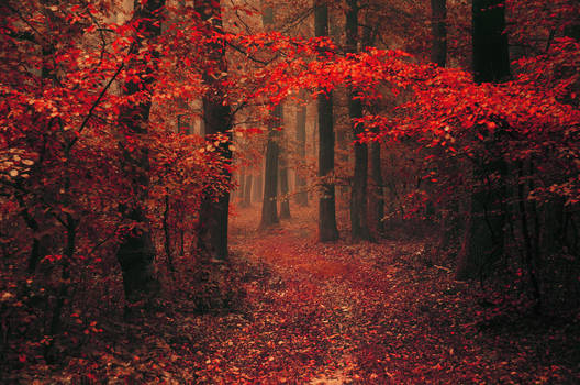 Red Forest XXIII.