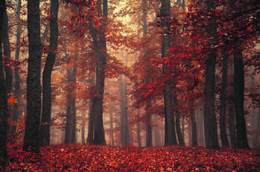 Red Forest XXVI.