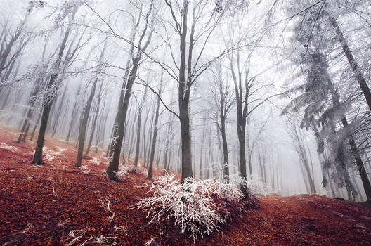 Winter Woods XXII.