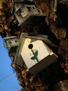 Tree Houses!